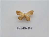 藏品(尺蛾62)的圖片